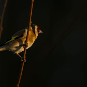 Redwell   20 01 2017   D3s (121 Of 180).jpg